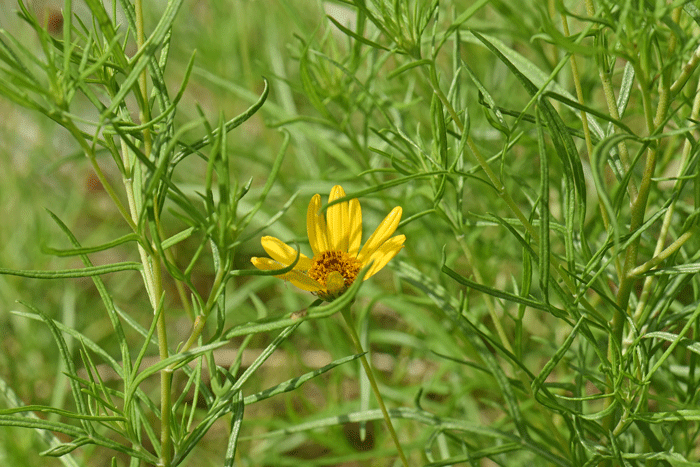 Resinbush has dark green leaves that are mostly narrowly linear; note in the photo that the edges are rolled over (revolute) and look like a mid-stem. Viguiera stenoloba Resinbush has dark green leaves that are mostly narrowly linear; note in the photo that the edges are rolled over (revolute) and look like a mid-stem. Viguiera stenoloba